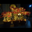 Illuminierte Wüstenrosen vor der katholischen Kirche